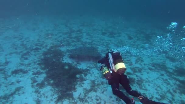Tierwelt Unter Wasser Roter Skorpion Fischt Ruhig Über Dem Meeresboden — Stockvideo