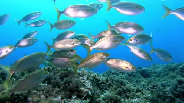 Kehidupan Liar Bawah Air Ikan Kalajengking Merah Tenang Atas Dasar — Stok Video