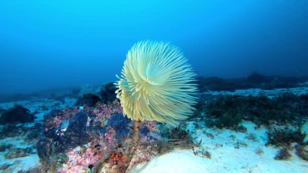 Bela Subaquática Espirografia Marinha Fundo Mar Profundo — Vídeo de Stock