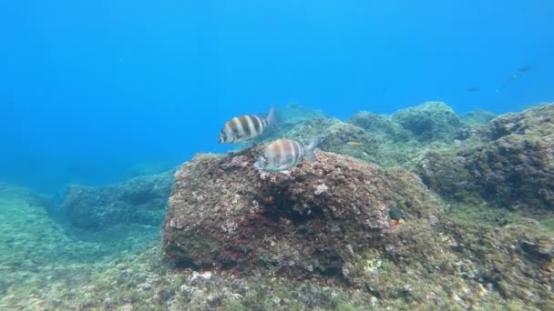 マヨルカ島のスキューバダイビング 浅い水で2つのインペリアルタイ魚水泳 — ストック動画