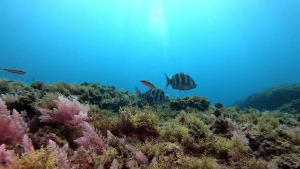 Medelhavet Rev Undervattens Landskap — Stockvideo