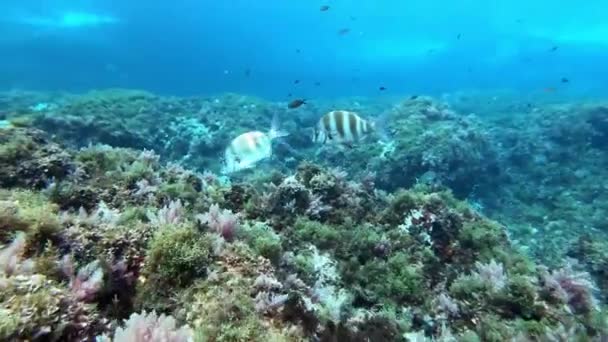 Mar Mediterráneo Bajo Agua Besugo Imperial Nadando Sobre Fondo Del — Vídeo de stock
