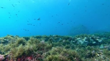 Akdeniz 'de resif balığı - Mayorka' da dalış