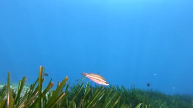 POV Scuba bir Posidonia deniz yatağının üzerinde dalıyor