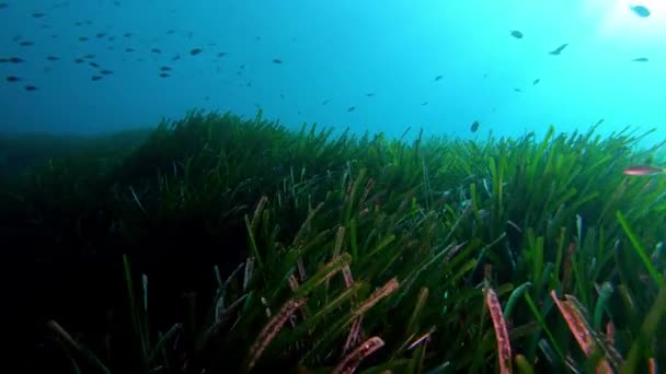 Pov Dykning Över Ett Grönt Algfält Posidonia — Stockvideo