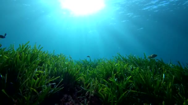 Onderwater Blacklight Scene Zonnestralen Een Posidonia Zeewier Zeebodem — Stockvideo