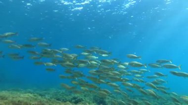 Deniz yaşamı - Sığ deniz suyunda altın bantlı balıklar