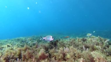 Deniz yaşamı - Sığ ve temiz deniz suyunda kaymak balığı