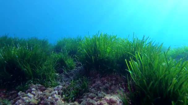 Onderwaterlandschap Posidonia Zeewierveld Duiken Majorca — Stockvideo