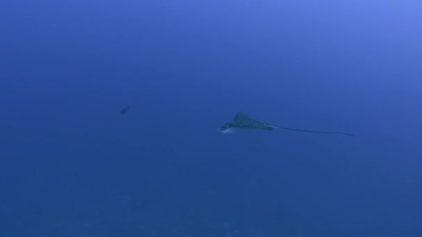 Rayo Águila Nadando Agua Mar Azul Vida Submarina — Vídeos de Stock