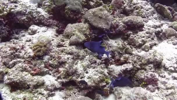 Vie Sous Marine Petit Poisson Récif — Video