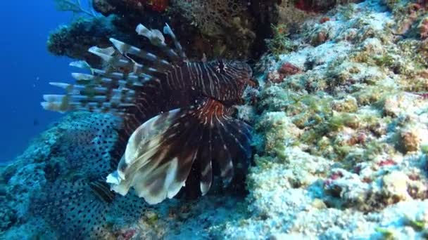 Чорна Риба Левиця Рифі Під Водою — стокове відео