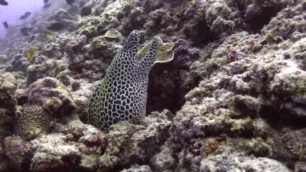 Moray Anguila Arrecife Maldivas Fauna Submarina — Vídeo de stock