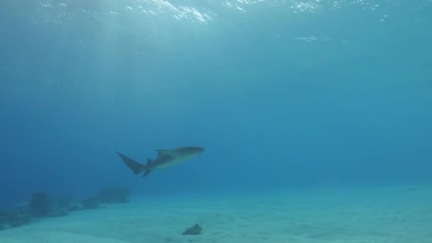 水下自然 浅水护养鲨鱼 — 图库视频影像