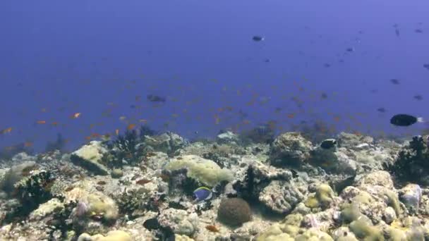 Onderwaterlandschap Duiken Malediven — Stockvideo