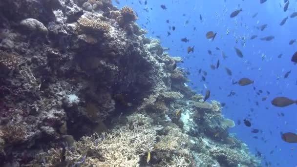 Pov潜水在马尔代夫的一个珊瑚礁 — 图库视频影像