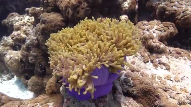 Clownfish Its Anemone Maldives Underwater — Stock Video