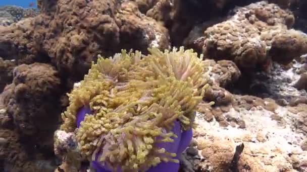 Underwater Life Clownfish Its Anemone — Stock Video