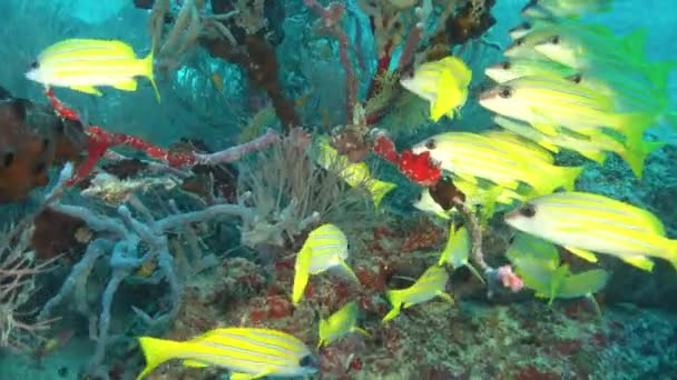 Морські Рифи Риби Рифи Під Водою — стокове відео