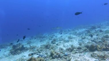 Resifte yüzen köpekbalığı.