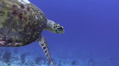 MArine yaşamı - Mavi suda yüzen deniz kaplumbağası - Maldivlerde dalış