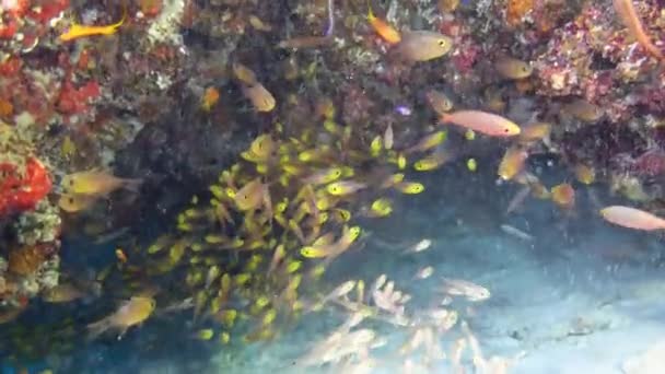 Подводная Сцена Маленький Цветной Риф Fshi Рифе — стоковое видео