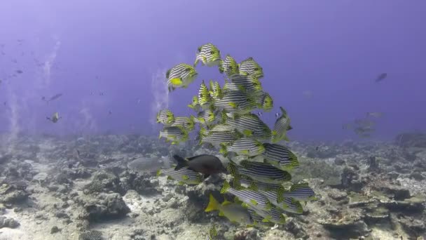 Vida Marinha Escola Peixes Tropicais Mergulho Nas Maldivas — Vídeo de Stock