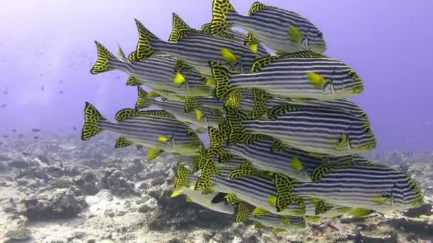Życie Morskie Szkoła Tropikalnych Ryb Blisko Kamery — Wideo stockowe