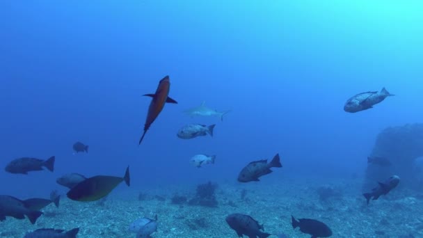 Escena Submarina Pez Arrecife Tiburón Gris — Vídeos de Stock