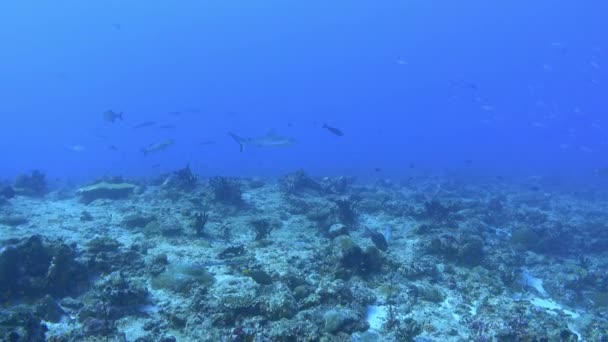 野生生物水中 サンゴ礁でサメの水泳 — ストック動画