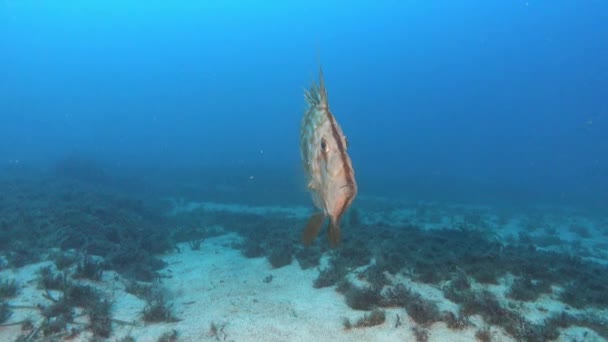 海洋生物 サンクトピータース魚またはジョン ドリー マヨルカ島のスキューバダイビング — ストック動画