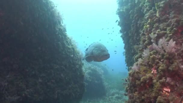 Immersioni Subacquee Maiorca Grosso Pesce Cernia — Video Stock