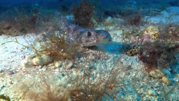 Βαθιά Κατάδυση Μικρός Καρχαρίας Της Μεσογείου Στον Βυθό Της Θάλασσας — Αρχείο Βίντεο