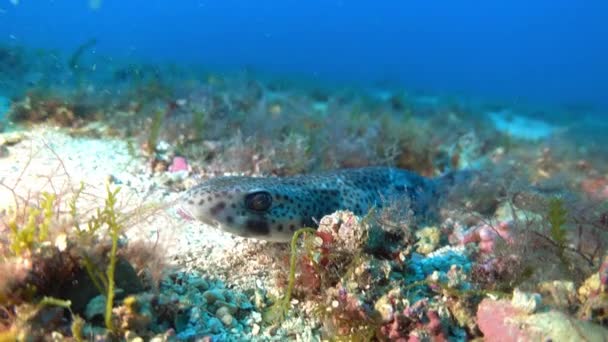 Vida Silvestre Bajo Agua Muy Poco Tiburón Marino Mediterráneo Tranquilo — Vídeo de stock