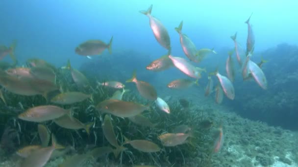 Salema Peces Más Cerca Cámara Buceo Mar Mediterráneo — Vídeo de stock