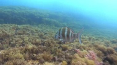 Deniz yaşamı - Akdeniz resiflerinde yüzen İmparatorluk çipleri