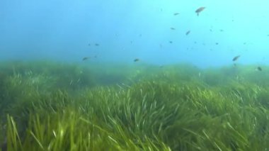 POV yeşil pozidonia yosun tarlasında dalıyor.