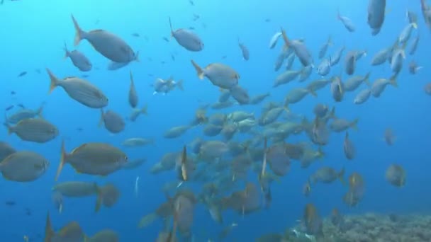 Vida Marina Peces Arrecife Mediterráneos Aguas Azules — Vídeo de stock