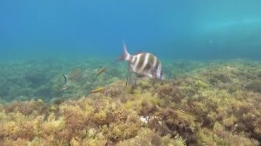 Akdeniz sualtında - İmparatorluk baligi resifte yüzüyor