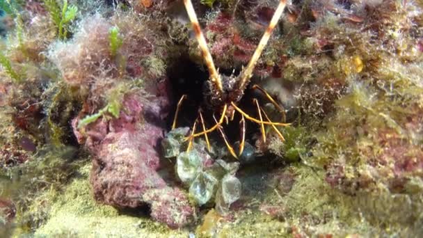 Deep Underwater Lobster Front View — Video Stock