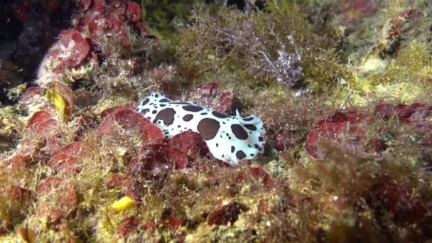Little Life Underwater Cow Nudibranch Scuba Diving Majorca — Vídeo de Stock