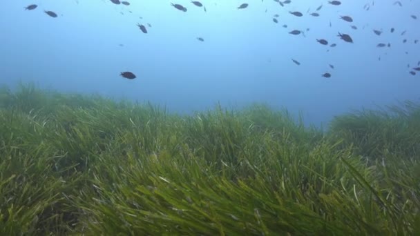 Nature Underwater Posidonia Seaweed Field Scuba Diving Majorca — Vídeo de stock