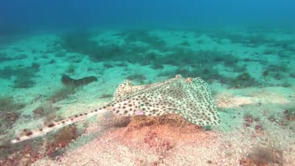 Undervattensliv Havsstråle Simmar Över Havsbotten Dykning Mallorca — Stockvideo