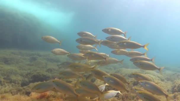 Mar Mediterráneo Bajo Agua Peces Con Bandas Oro Salema Fish — Vídeo de stock