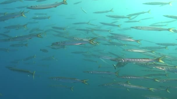 Fauna Selvatica Subacquea Grande Scuola Pesci Barracuda — Video Stock