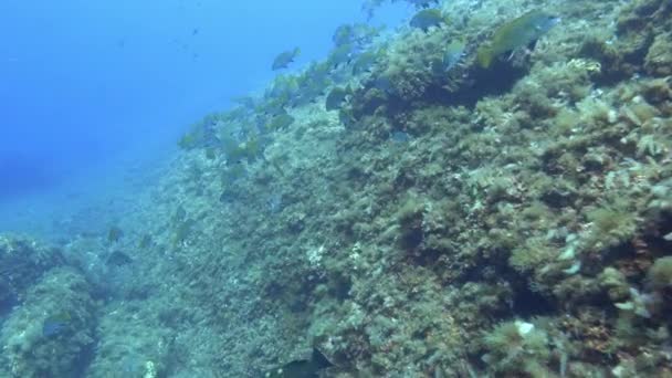 Pov Buceo Arrecife Del Mar Mediterráneo Mallorca — Vídeos de Stock