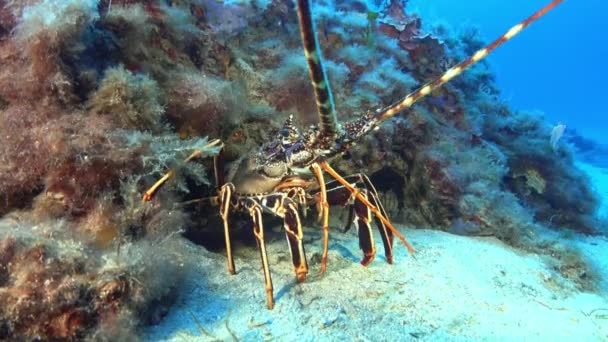 Onderwater Leven Middellandse Zee Kreeft — Stockvideo