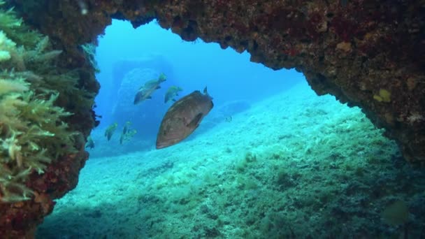 Viața Marea Mediterană Pește Grouper — Videoclip de stoc