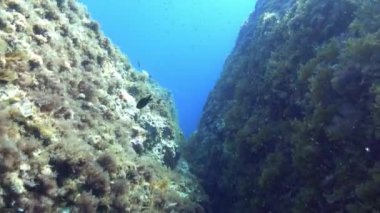 POV - Akdeniz resifinde tüplü dalış