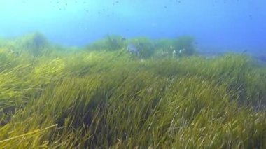 Su altındaki doğa - çok yeşil Pozidonia yosun tarlası
